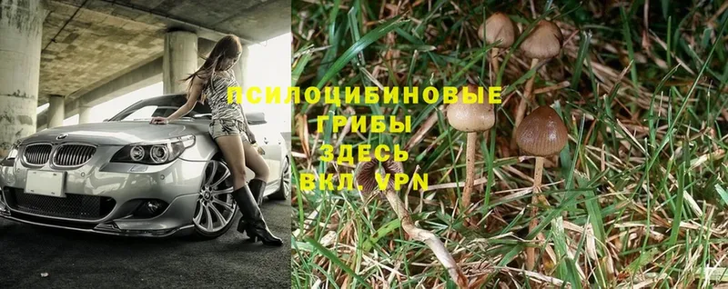 blacksprut онион  где купить наркоту  Ленинск  Псилоцибиновые грибы Psilocybe 